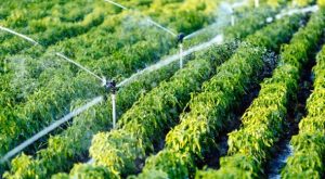 Soutenir les producteurs, nourrir l’avenir